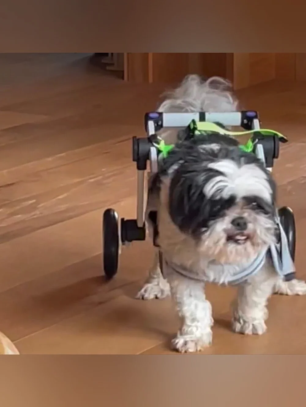 LetPetRun Hind Leg Adjustable Dog Wheelchair for XXS Dogs  Mobility Cart Support